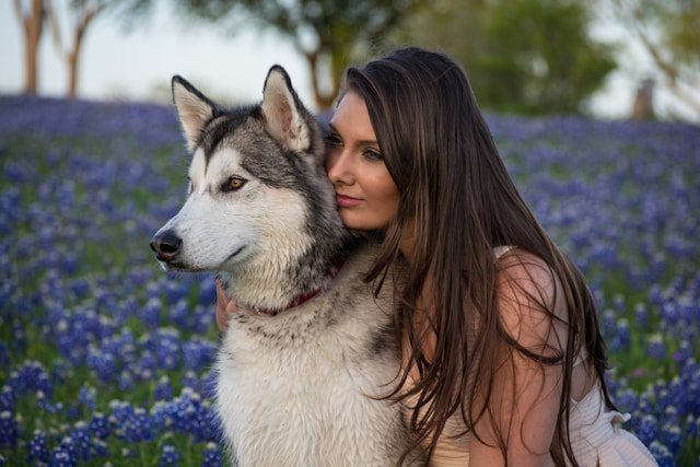 husky siberiano