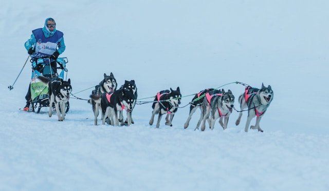 ejercitar a un husky con mushing