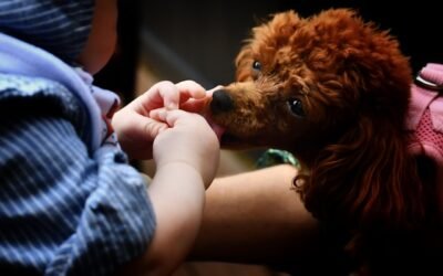 educar a un perro para que no muerda