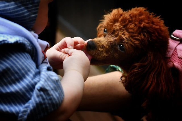 educar a un perro para que no muerda