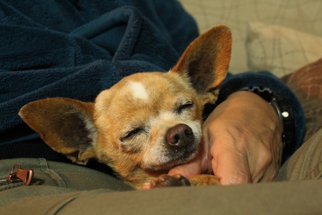 chihuahua cariñoso