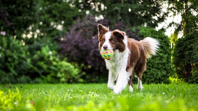 perro adulto jugando