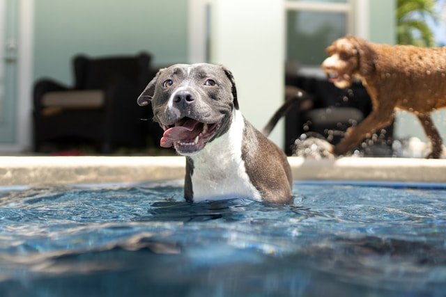 perro pitbull feliz