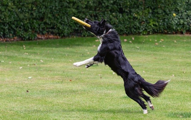 border collie frisbee