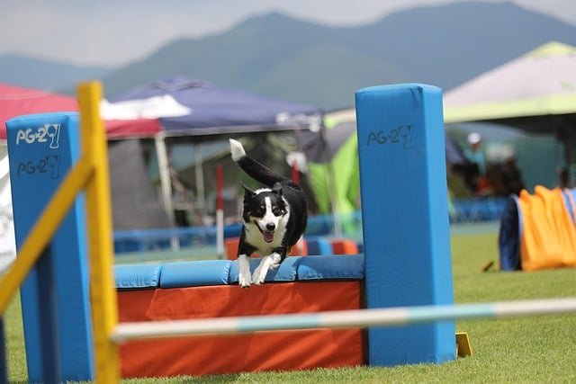 border collie agility