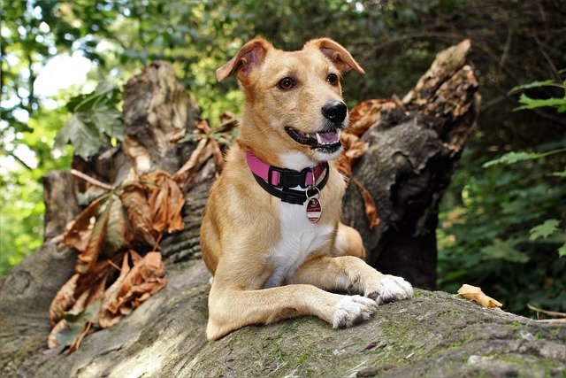 entrenar perrita