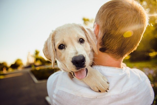 cachorro feliz