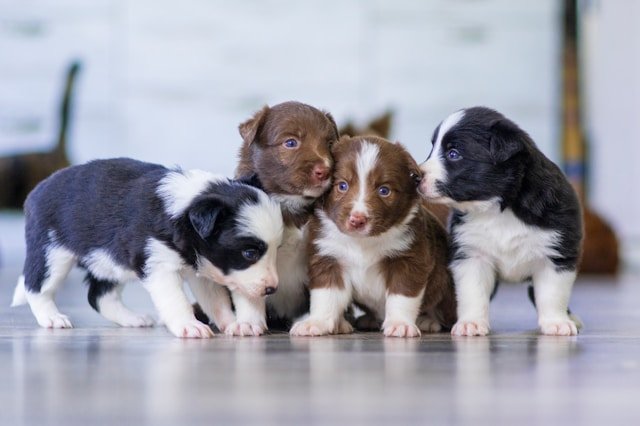 cachorros de un mes