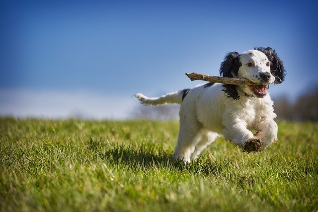 cachorro feliz jugando