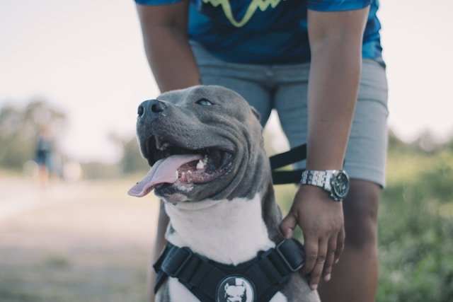 educar a un pitbull