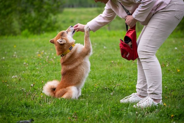 educar a un perro adulto