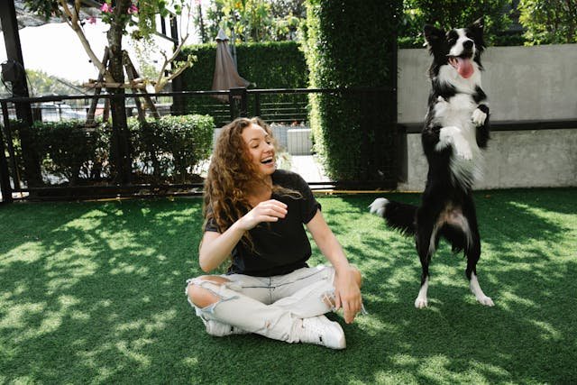 perro border collie entrenado