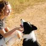 border collie feliz