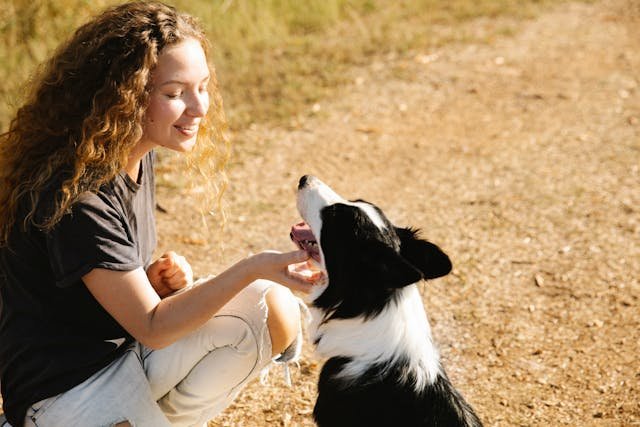 border collie feliz