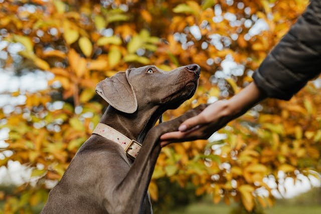 educar a un perro adulto