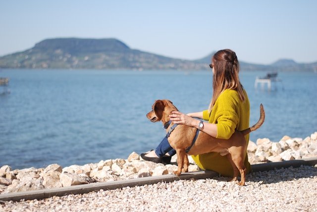 como educar a un perro