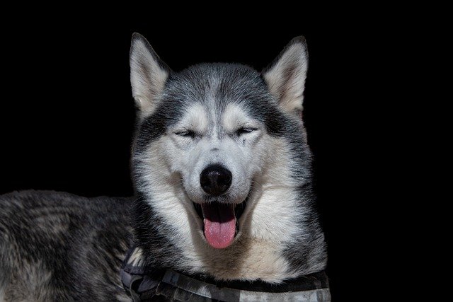 husky siberiano feliz