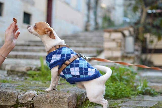 educar a un chihuahua