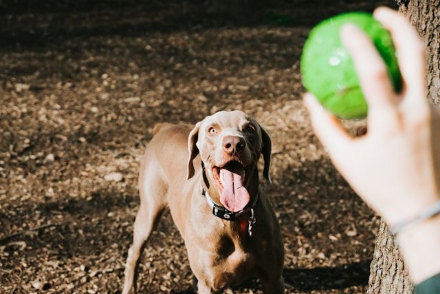 perro jugando