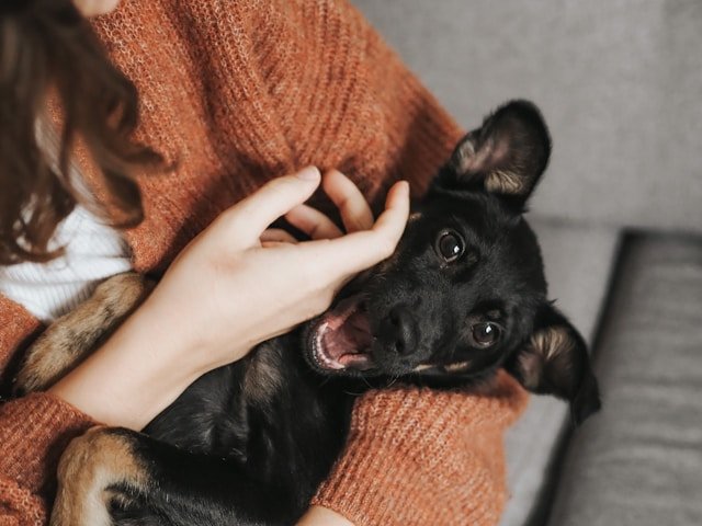 cachorro feliz