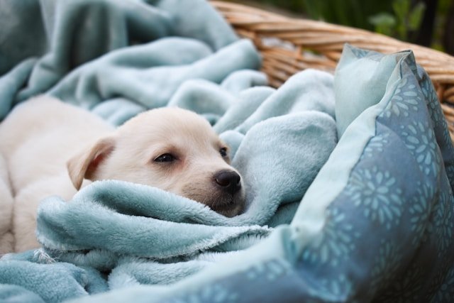 cachorro de 1 mes durmiendo