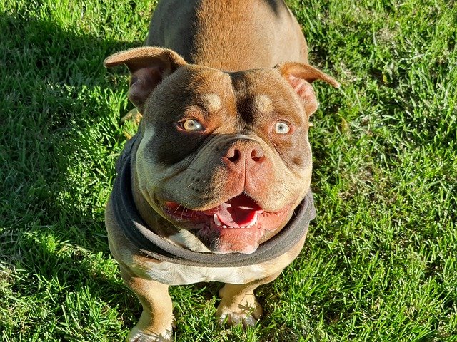 american bully