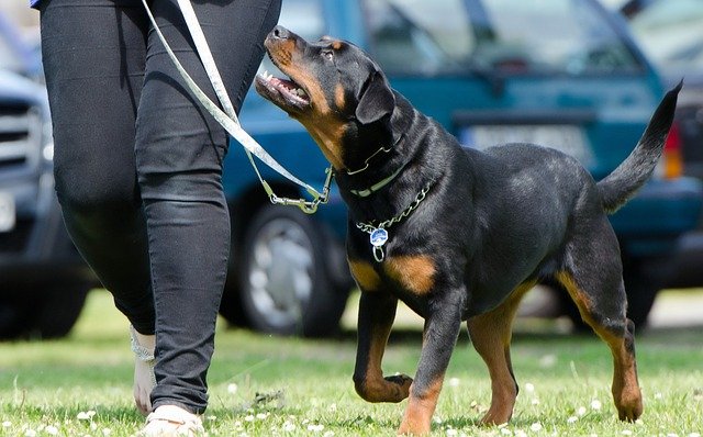 educar a un perro rottweiler