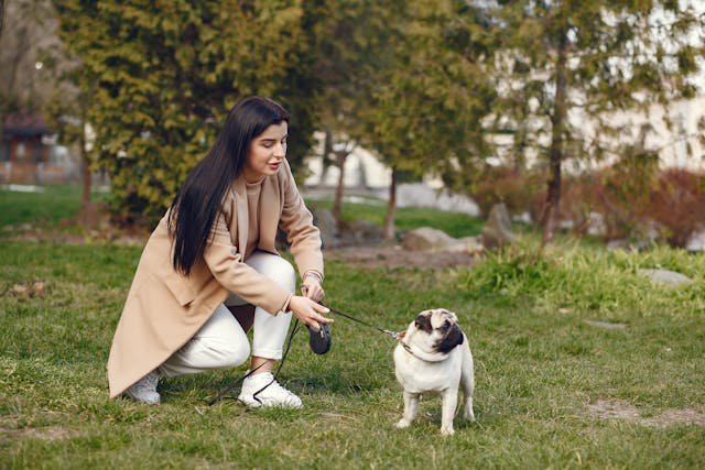 entrenar a un pug para ir al baño