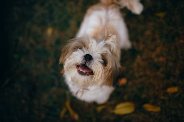 shih tzu que hace caso