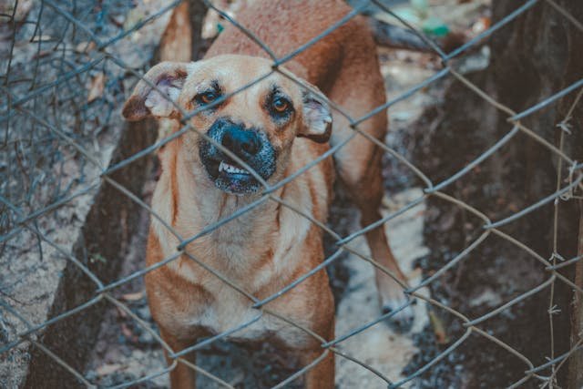 perro agresivo