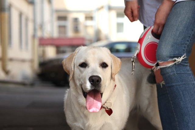 perro labrador feliz