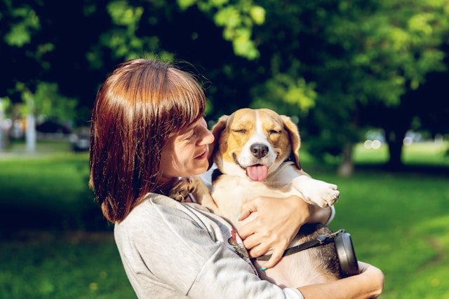 beagle feliz