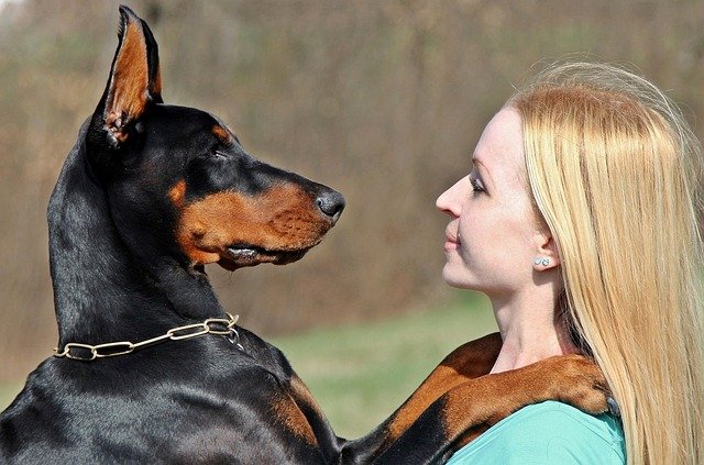 entrenar a un doberman