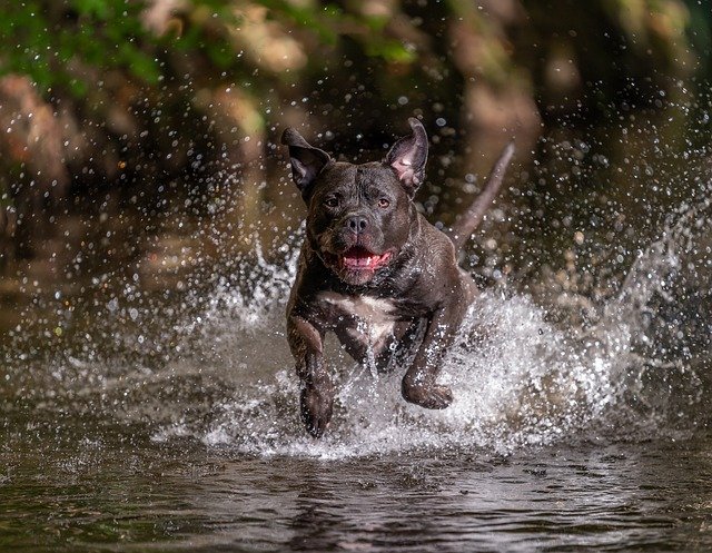 american bully feliz