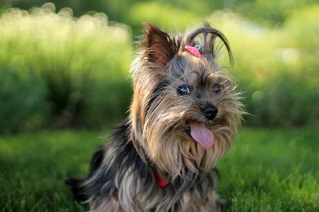 entrenar perro yorkie