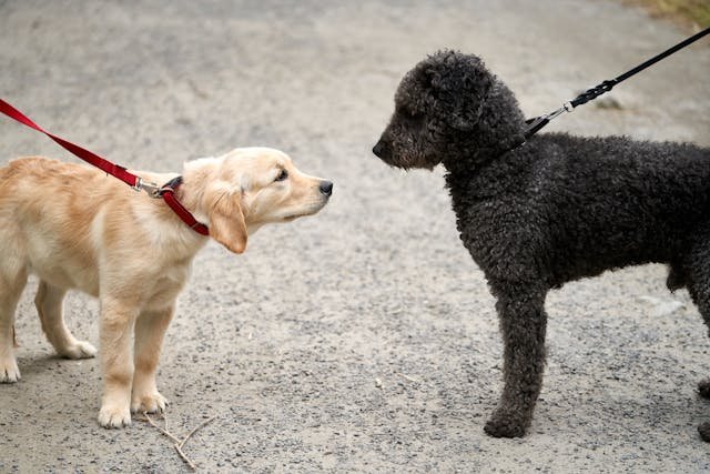 socializar a un perro 