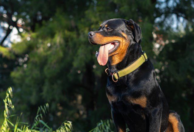 perro rottweiler feliz