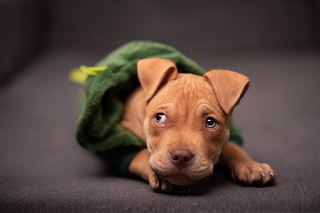 cachorrito pitbull