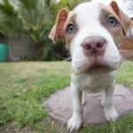 cachorro pitbull de 2 meses