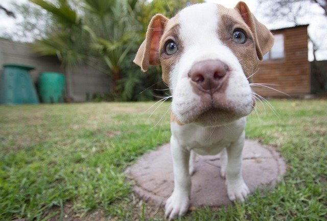 cachorro pitbull de 2 meses