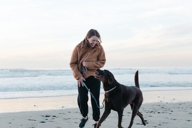 pasear a un perro labrador