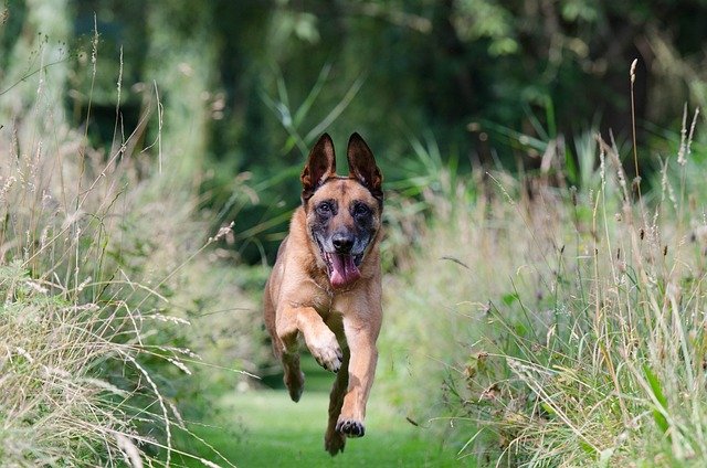 Pastor belga malinois