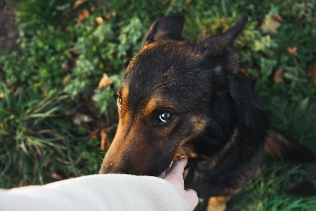 pastor belga malinois