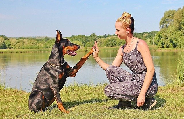 como educar a un doberman