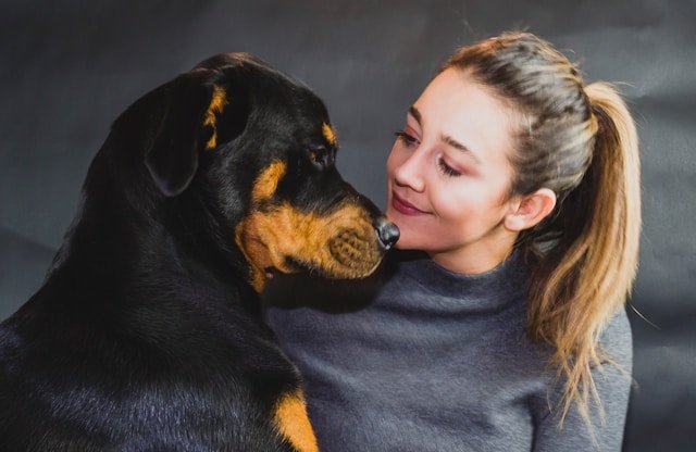 rottweiler educado