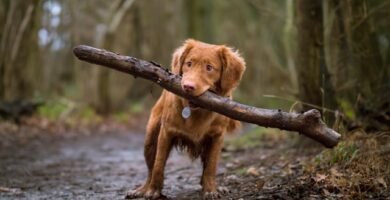 Educar a un perro inquieto