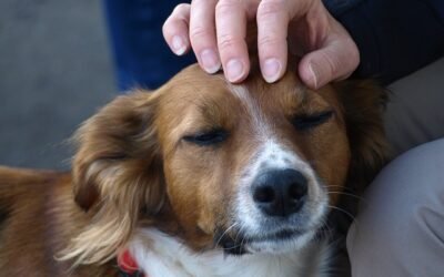 Educar a un perro nervioso