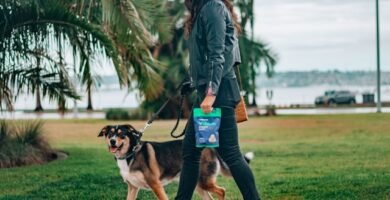 educar a un perro para pasear