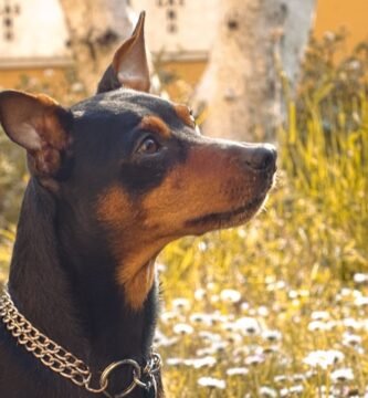 educar a un pinscher