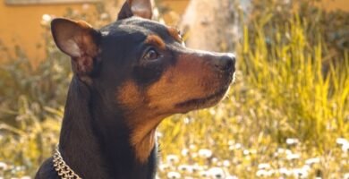 educar a un pinscher